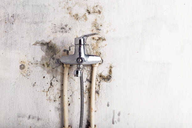 Best Certified Mold Removal  in Fruitland, MD