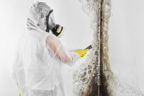 Best Office Mold Removal Services  in Fruitland, MD