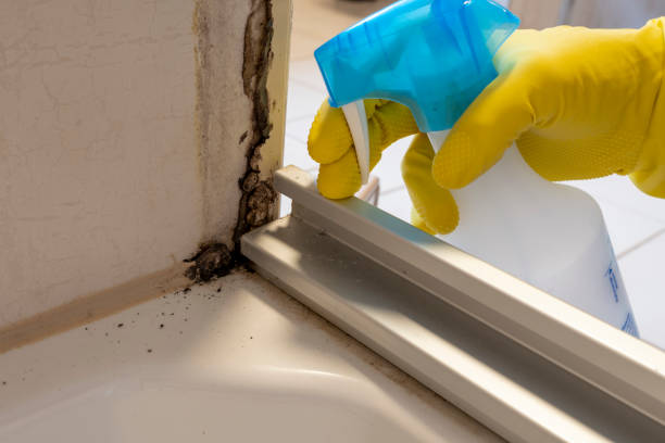 Best Toxic Mold Removal  in Fruitland, MD