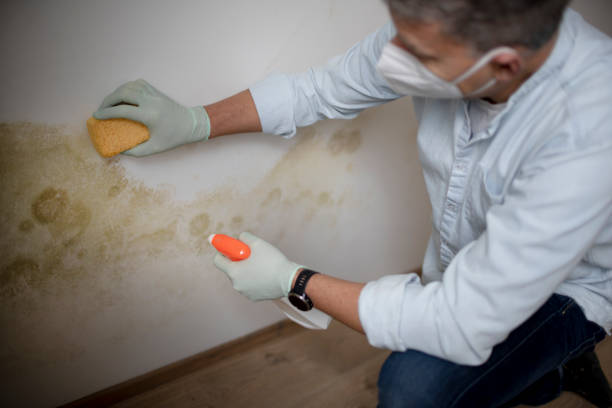 Best Mold Inspection  in Fruitland, MD