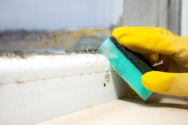 Best Emergency Mold Removal  in Fruitland, MD