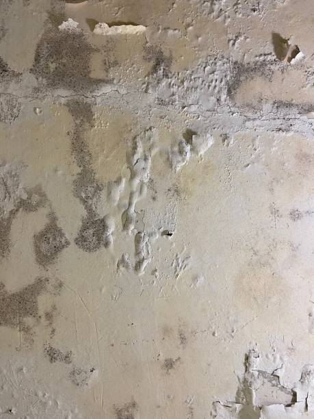 Best Attic Mold Removal  in Fruitland, MD