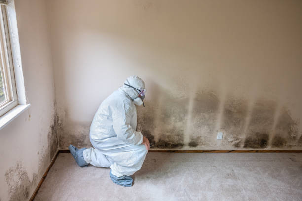 Best Professional Mold Removal  in Fruitland, MD