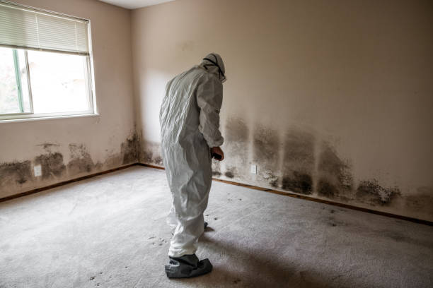 Mold Testing and Removal in Fruitland, MD