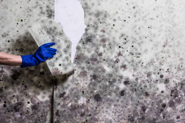 Best Residential Mold Removal  in Fruitland, MD