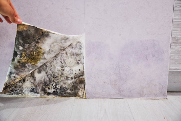 Professional Mold Removal in Fruitland, MD
